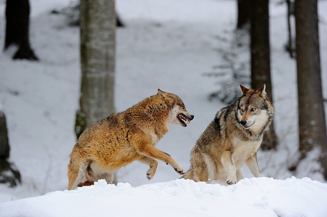 European grey wolves fighting Canis lupus, captive Bayerischerwald National Park, Germany