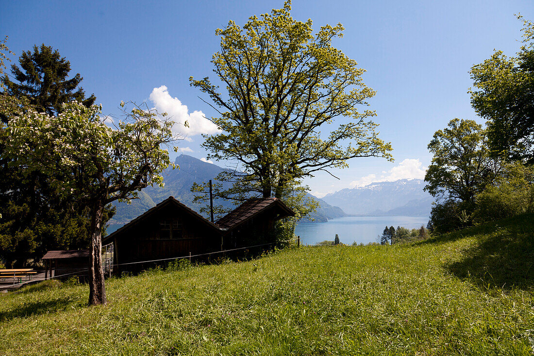 Scenery near Lake Thun, Canton of Bern, Switzerland