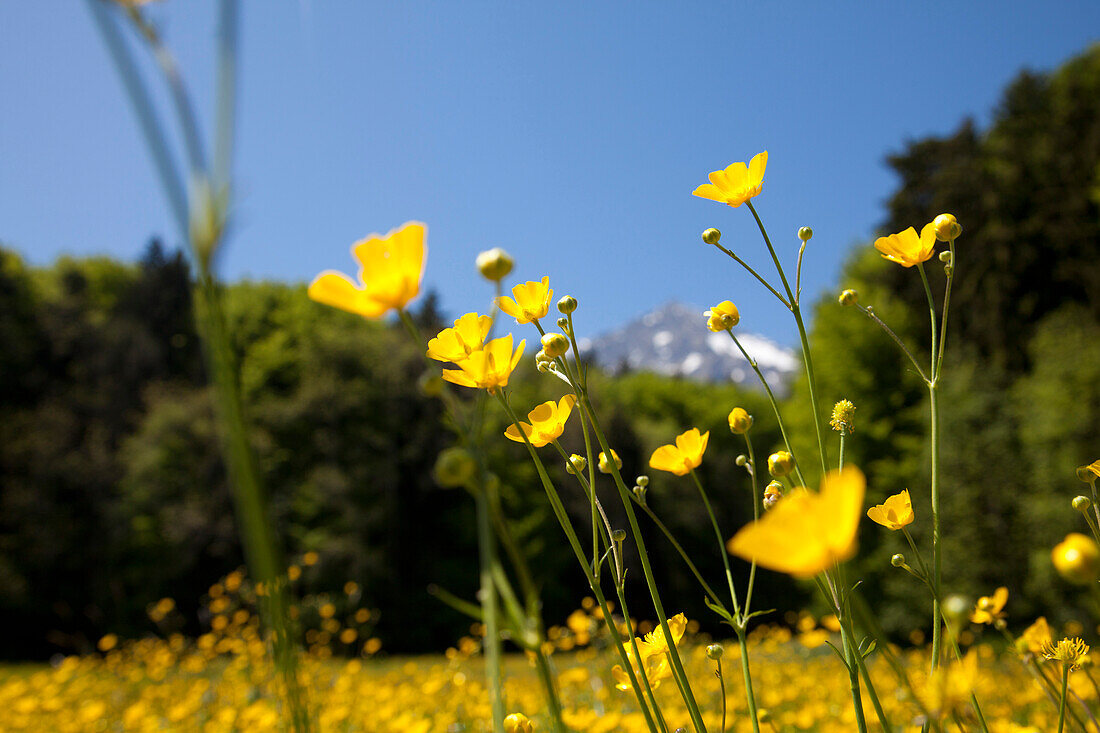Meadow of buttercups near mount Niesen, Bernese Oberland, Canton of Bern, Switzerland