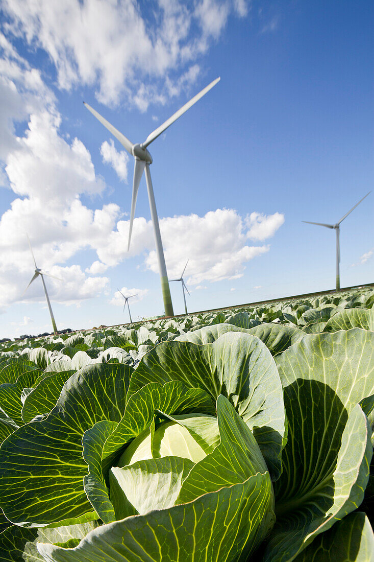 Wind turbines, Dithmarschen, Schleswig-Holstein, Germany