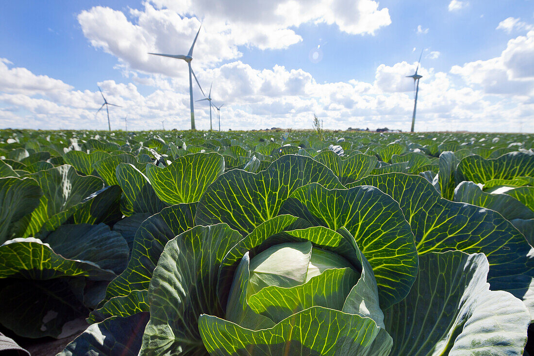 Wind turbines, Dithmarschen, Schleswig-Holstein, Germany