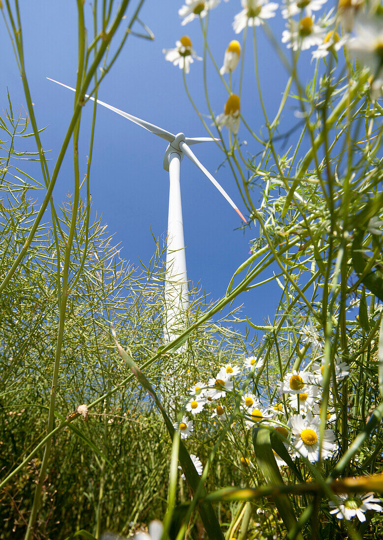 Windkraftanlage, Dithmarschen, Schleswig-Holstein, Deutschland