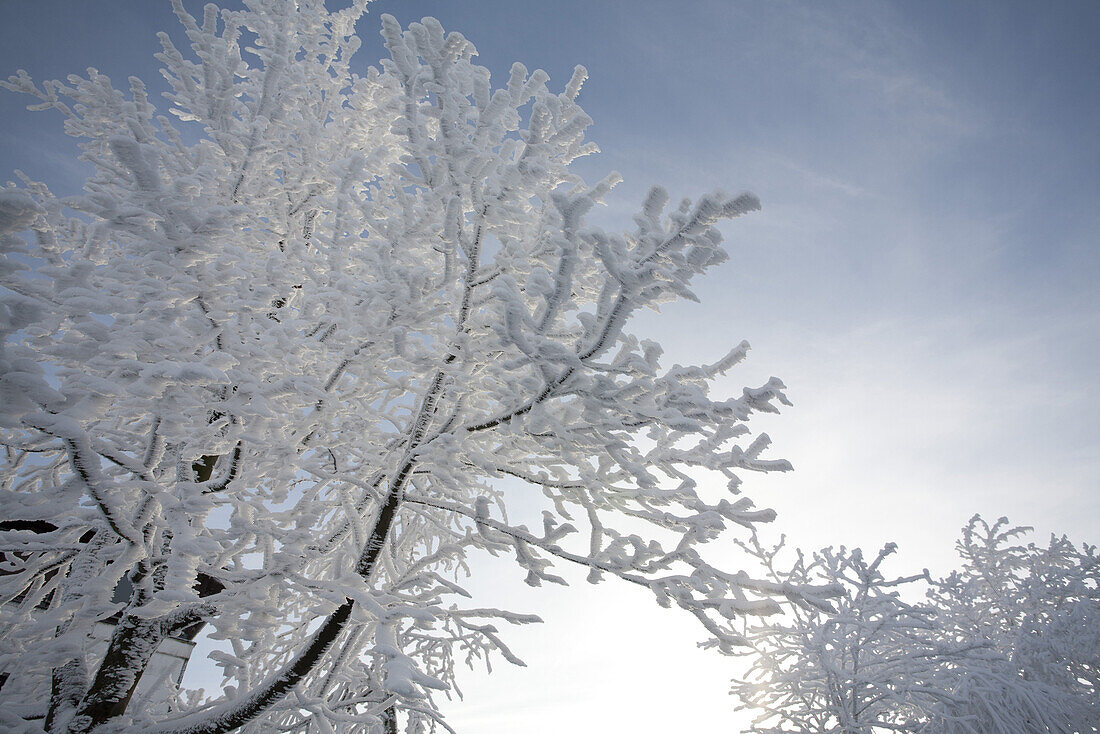 snow-covered, snowy, tree, landscape, scenery, snow winter, near Gersfeld, Wasserkuppe, low mountain range, Rhoen, Hesse, Germany