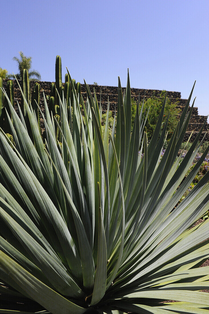 Güimar, Aloe Vera, Piramides de Güimar, Tenerife, Canary Islands, Spain
