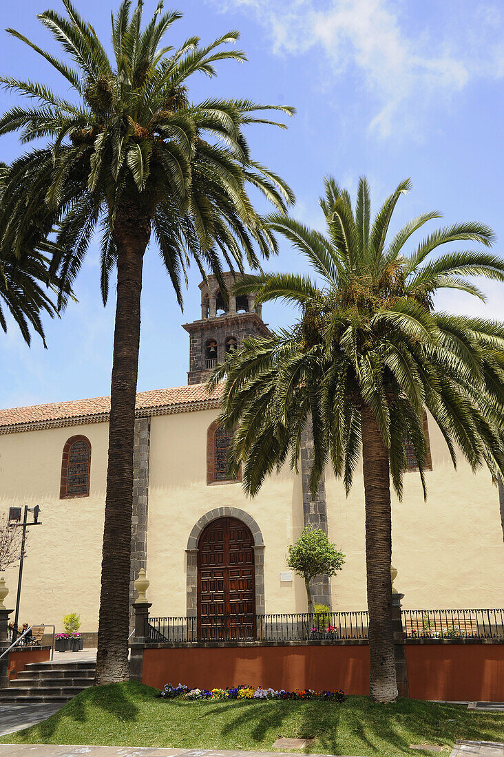 Palmen vor der Kirche Iglesia de la Conception,  San Cristobal de la Laguna, Altstadt, Teneriffa, Kanaren, Spanien