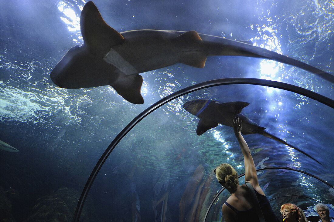 Besucher im Tunnel des Aquariums mit großen haiähnlichen Fischen, Loro Park, Puerto de la Cruz, Teneriffa, Kanaren, Spanien
