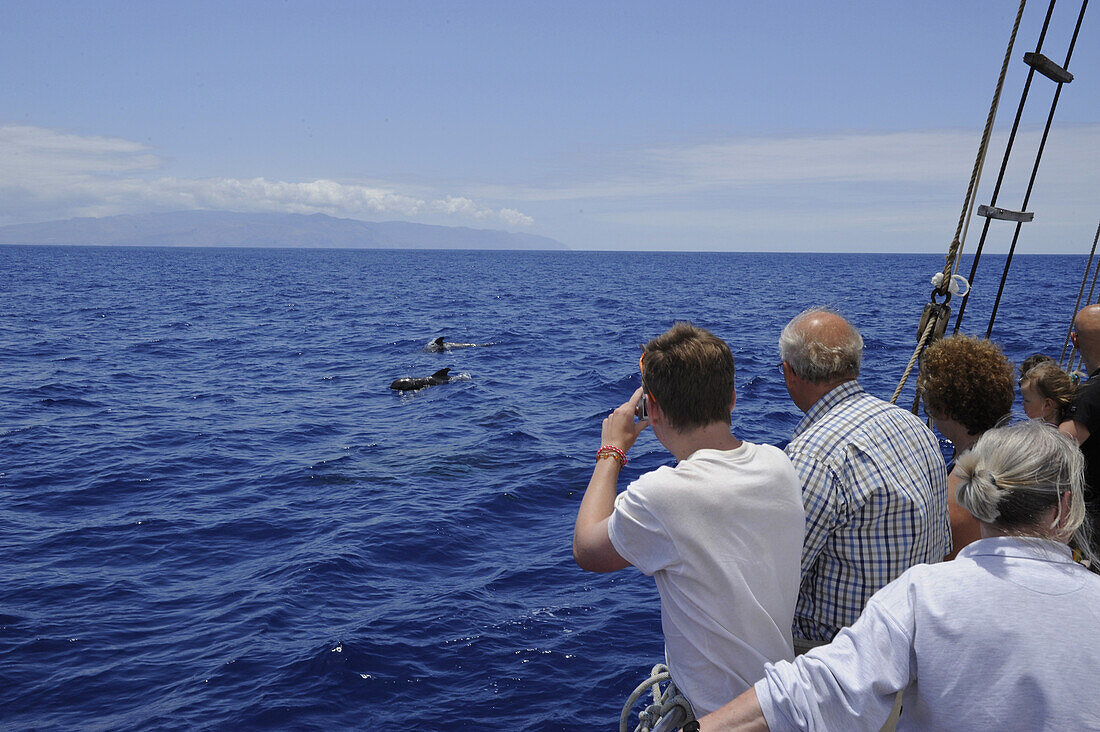 Bootstour zur Wal- und Delphinbeobachtung mit dem ehmaligen Krabbenkutter  M/S Katrin, Santiago del Teide, Los Gigantes, Teneriffa, Kanaren, Spanien