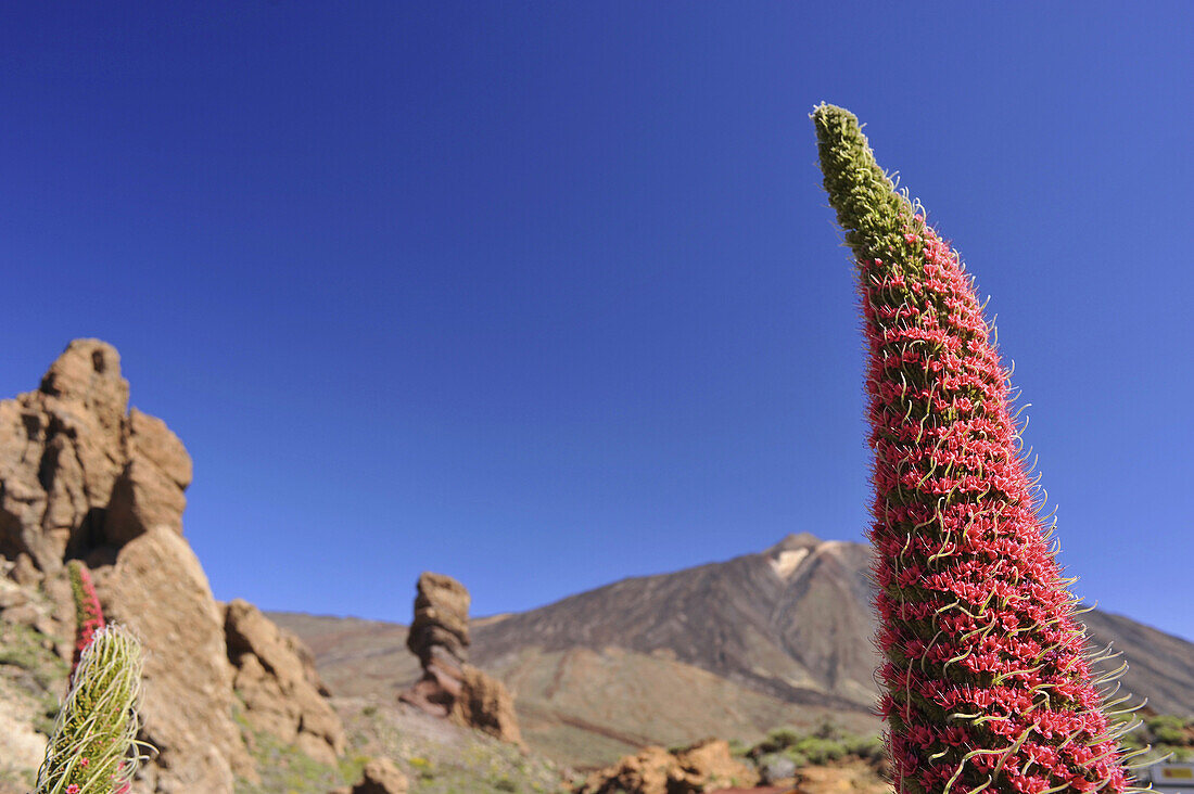 Blooming Tajinaste at Roque Cinchado and Pico del Teide, Teide Nationalpark,   Tenerife, Spain
