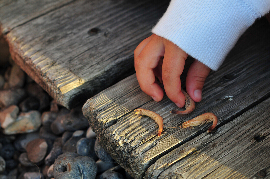 A Child's Hand, Shrimp, Somme (80), Picardy, France