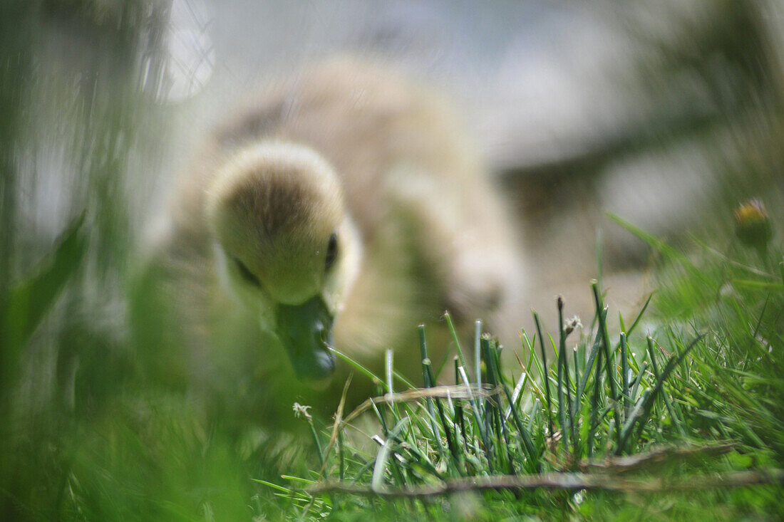 Duckling, Somme (80), Picardy, France