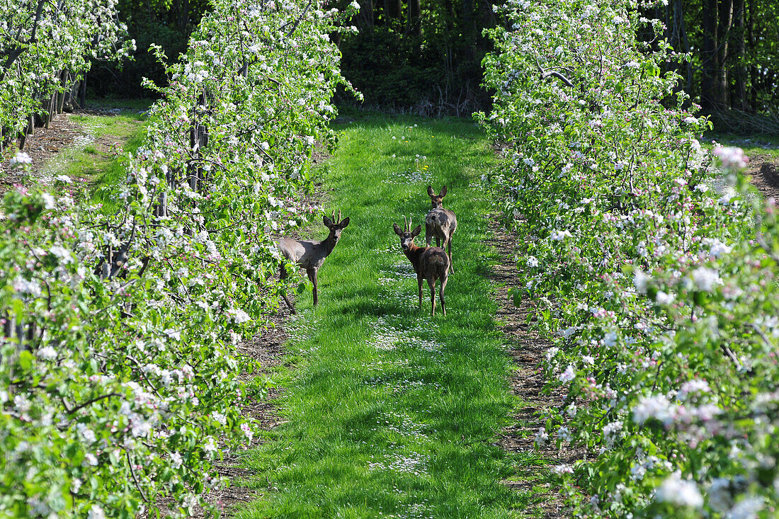 Roebuck In An Orchard Of Flowering Apple Trees, Somme (80), Picardy, France