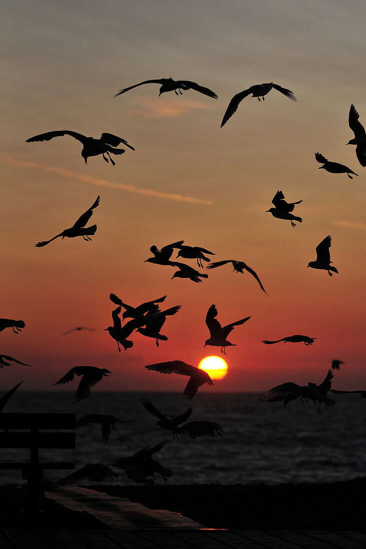 Seagulls At Sunset, Somme (80), Picardy, France