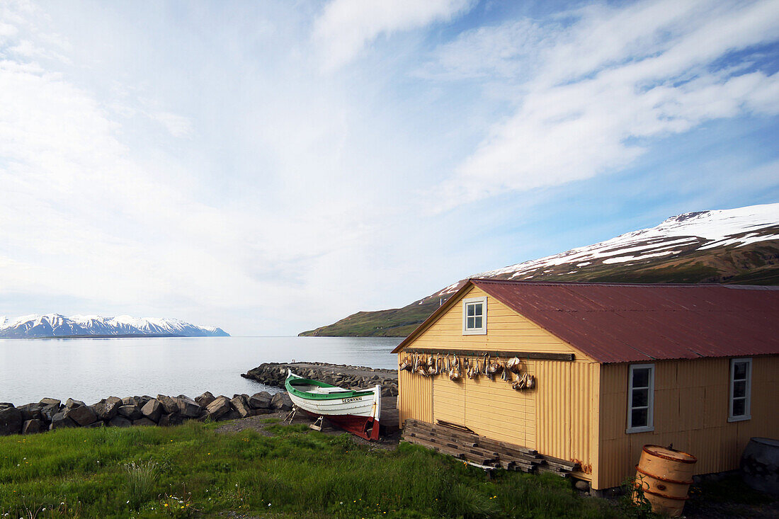 Icelandic Fishing Boat, Heads Of Dried Cod, Grenevik In The Area Around Akureyri, Northern Iceland, Fjord In The Background, Europe, Iceland