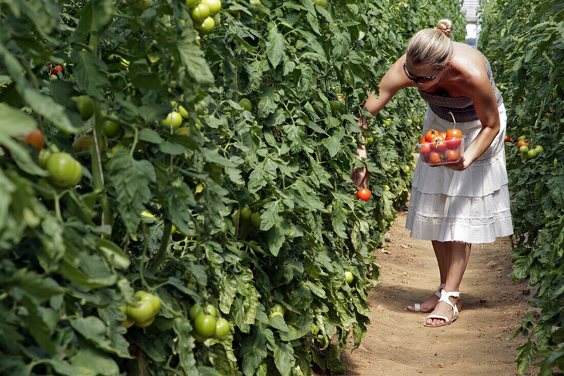 Woman Picking Red Tomatoes, The Gardens Of Imbermais, Eure-Et-Loir (28), France