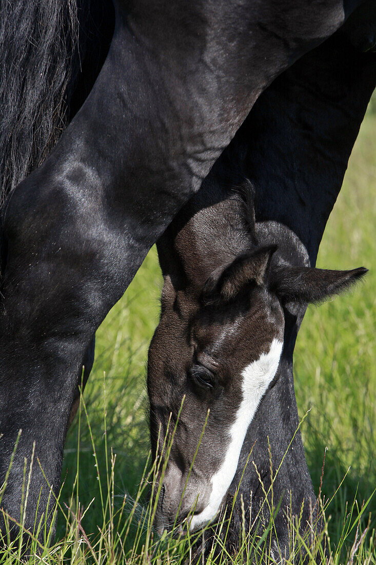 Young Percheron Foal At Birth Next To Its Mother, Les Ecuries Des Landes, Senonches, Perche, Eure-Et-Loir (28), France
