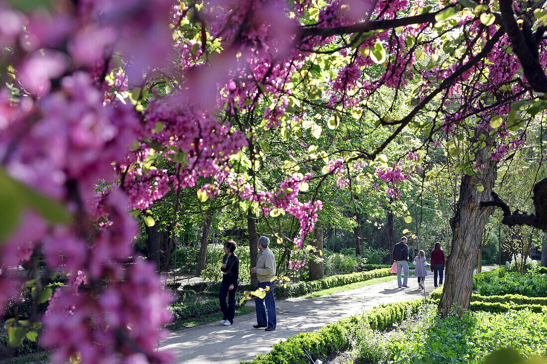 Strollers Under A Japanese Flowering Cherry Tree, Royal Botanical Gardens, Madrid, Spain