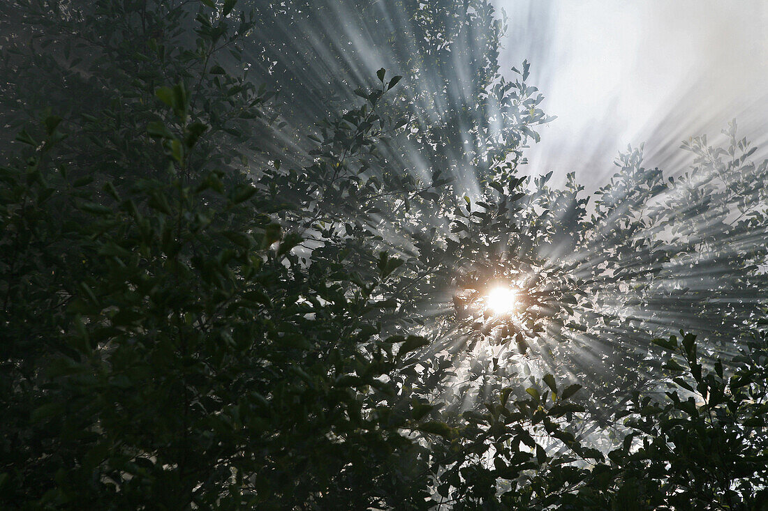 Diffraction Of The Rays Of The Sun Through The Foliage Of A Tree In The Morning Mist, Auvergne, France