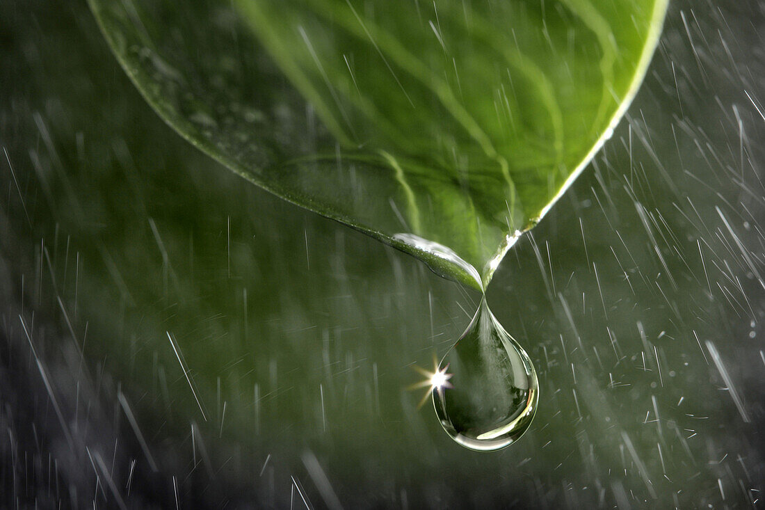 The Purity Of Water, Close-Up Of A Drop Of Water Forming On A Leaf