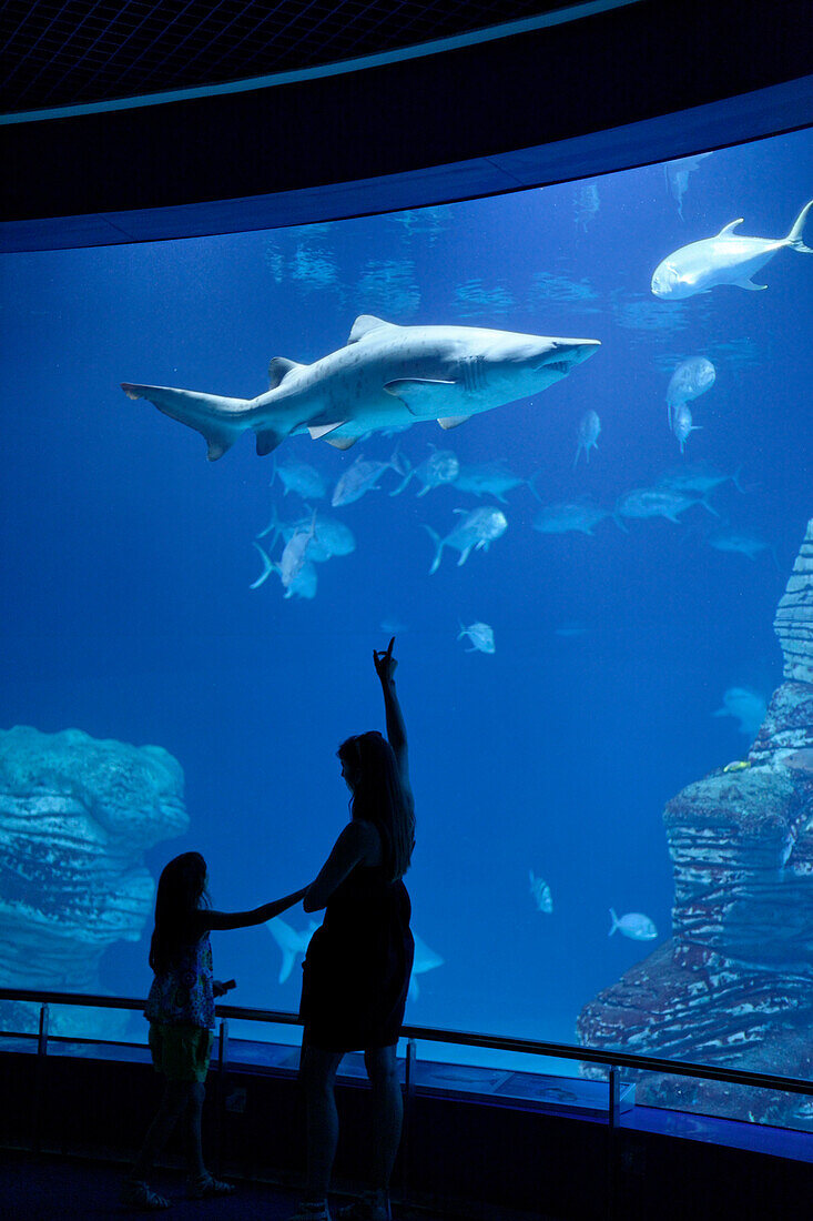 Shark tank, L' Oceanografic, the largest aquarium in Europe, Province Valencia, Valencia, Spain