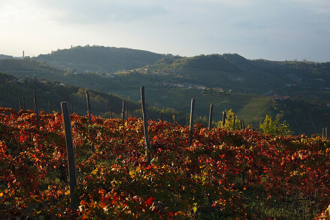 Vineyard, Langhe, Piedmont, Italy