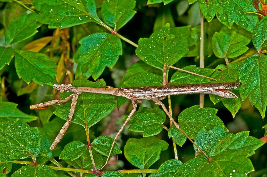 activity, Carolina, center, Close-up, corolla, education, fauna, horizontal, hunting, Mantis, outdoor, outer banks, place, season, summer, technique, wild, wildlife, V71-1186577, AGEFOTOSTOCK