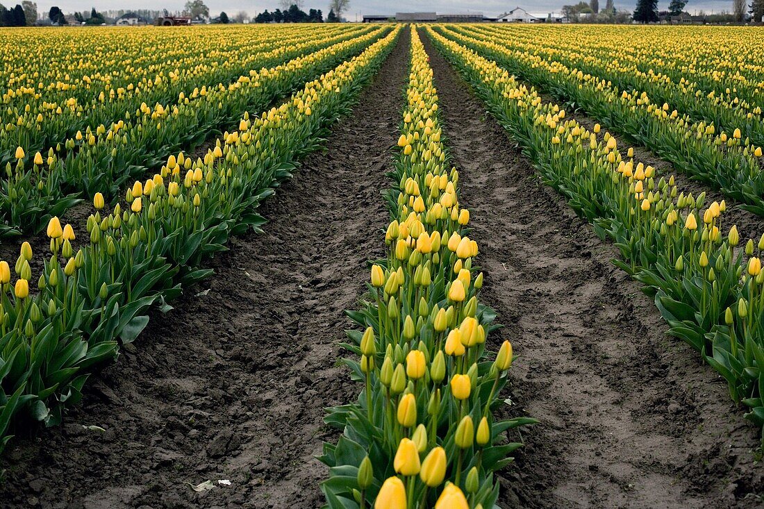 Tulips fields, Courtesy of the Washington Bulb Company, Roozengaarde Farm
