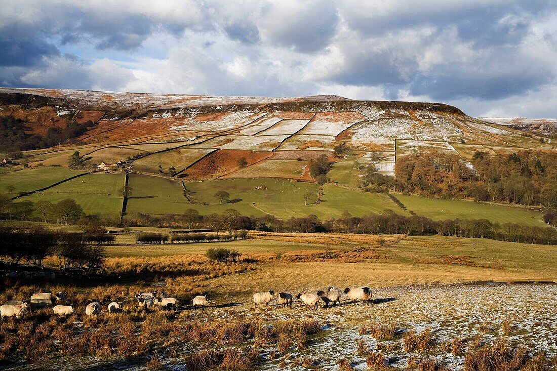 Sheep Farming in Farndale in Winter North York Moors National Park England