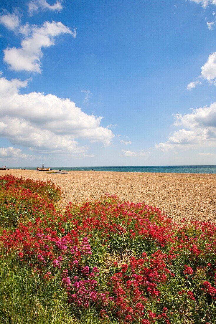 Wildflowers at the Beach Aldeburgh, Suffolk England