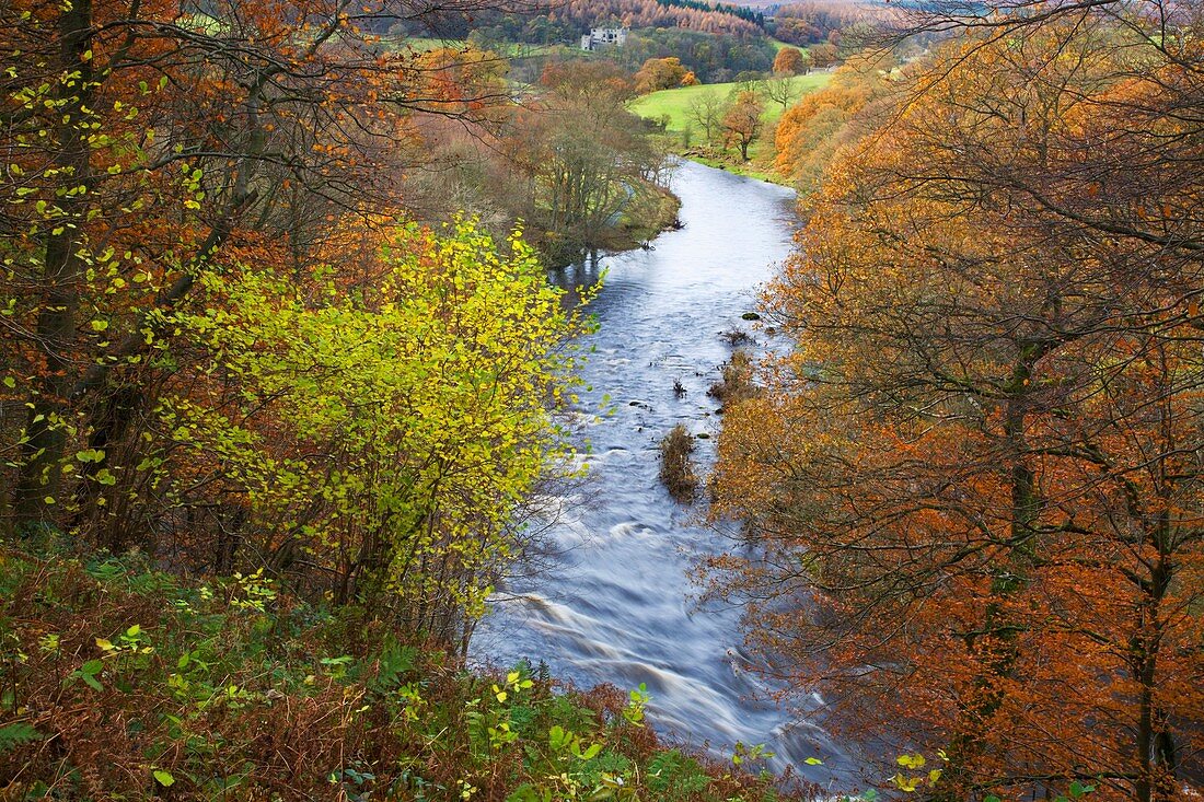 View toward Barden Tower Strid Wood Wharfedale Yorkshire England