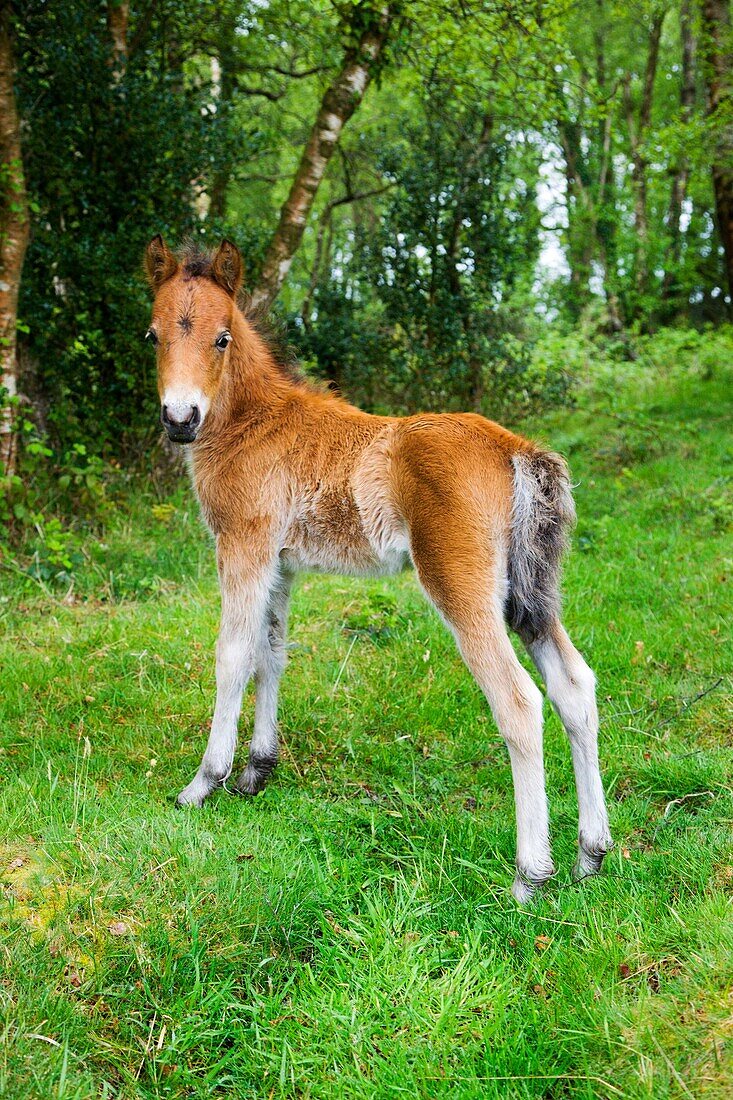 Dartmoor Foal Dartmoor Devon England