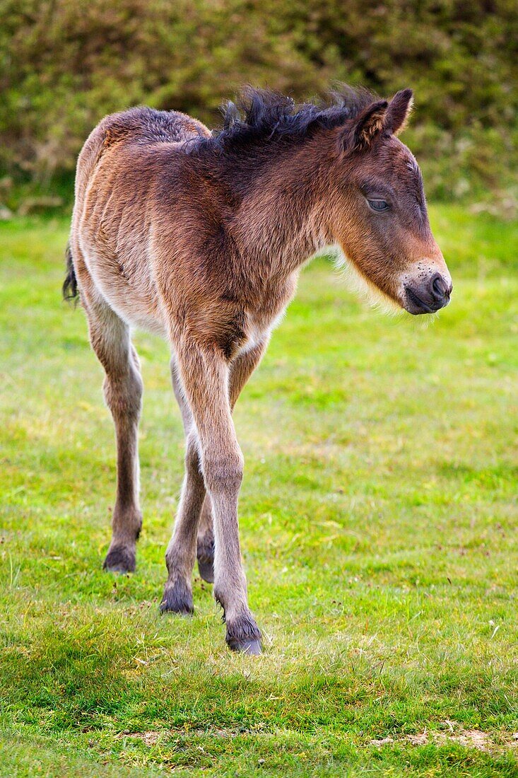 Dartmoor Foal near Widecombe in the Moor Devon England