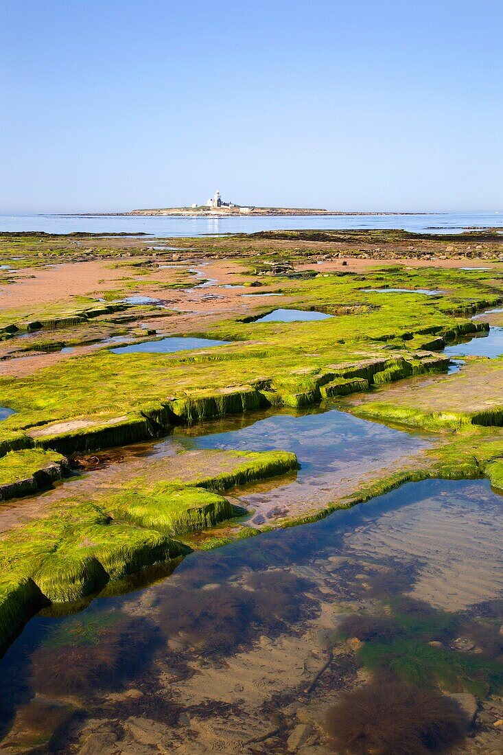 Coquet Island from Hauxley Beach Low Hauxley Amble Northumberlan