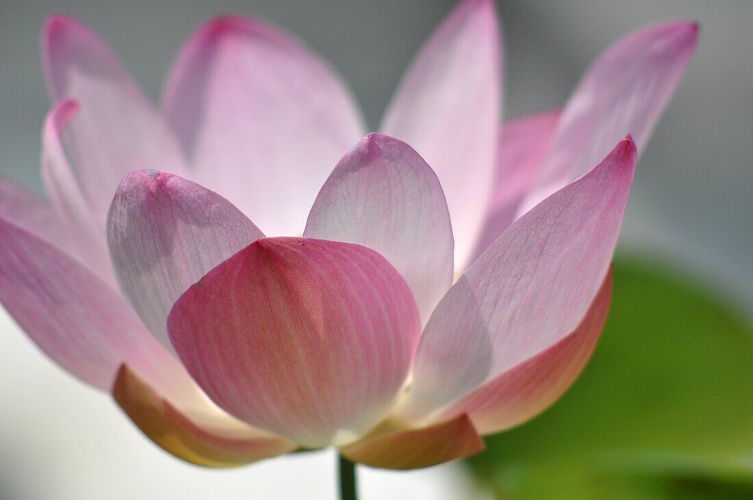 Bangkok (Thailand): a lotus flower at the Wat Phra Kaew