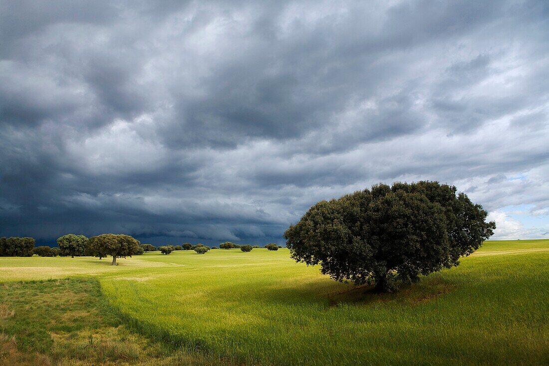 Landscape with stormy sky of cereal fields with oaks, in Parada de Arriba Salamanca Castilla y León Spain