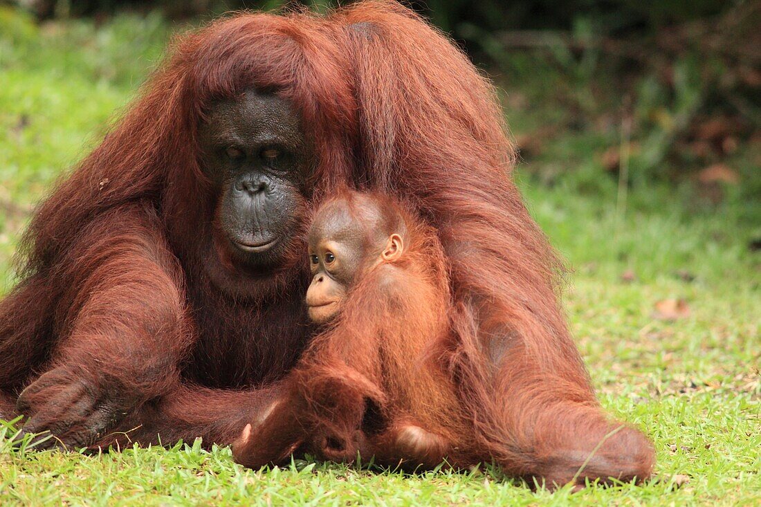 Asien, Aussen, Baum, Borneo, Detail, Eltern, Farbe, Horizontal, jung, Jungtier, Malaysien, menschenaffen, Mutter, Nationalpark, Orang Utan, pongo pygmaeus, Primat, Tag, Tier, Wildtiere, Zoologie, zwei, U37-1132633, AGEFOTOSTOCK