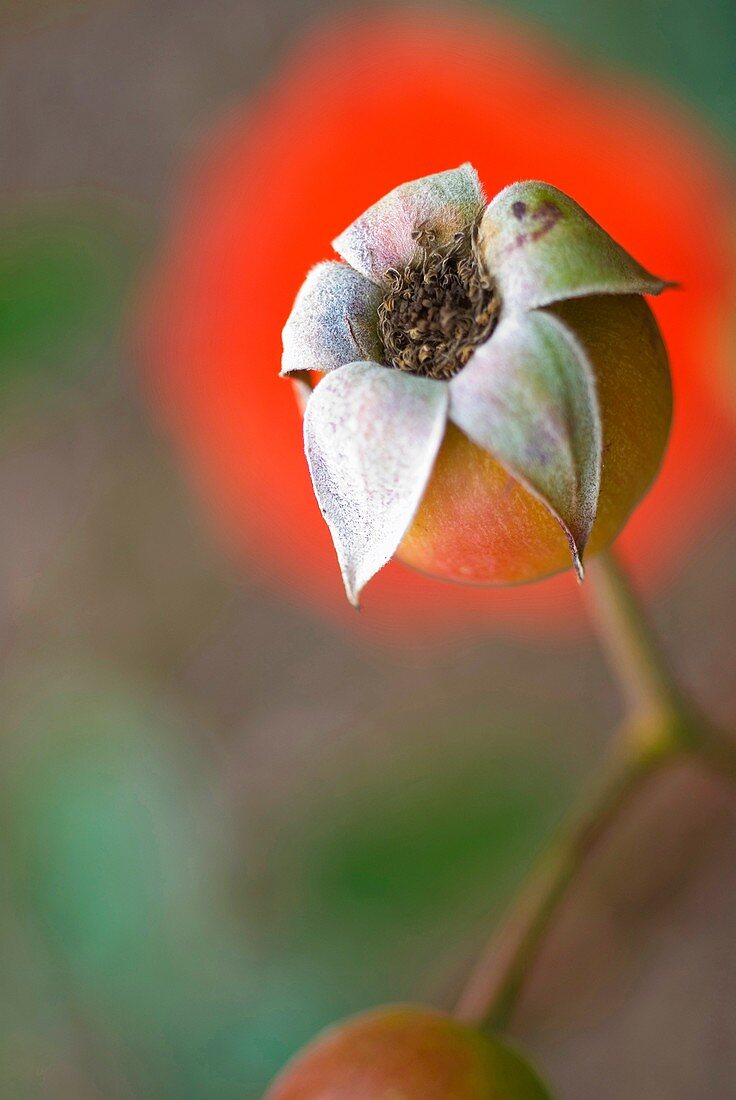 Rose Hip in Auckland, New Zealand