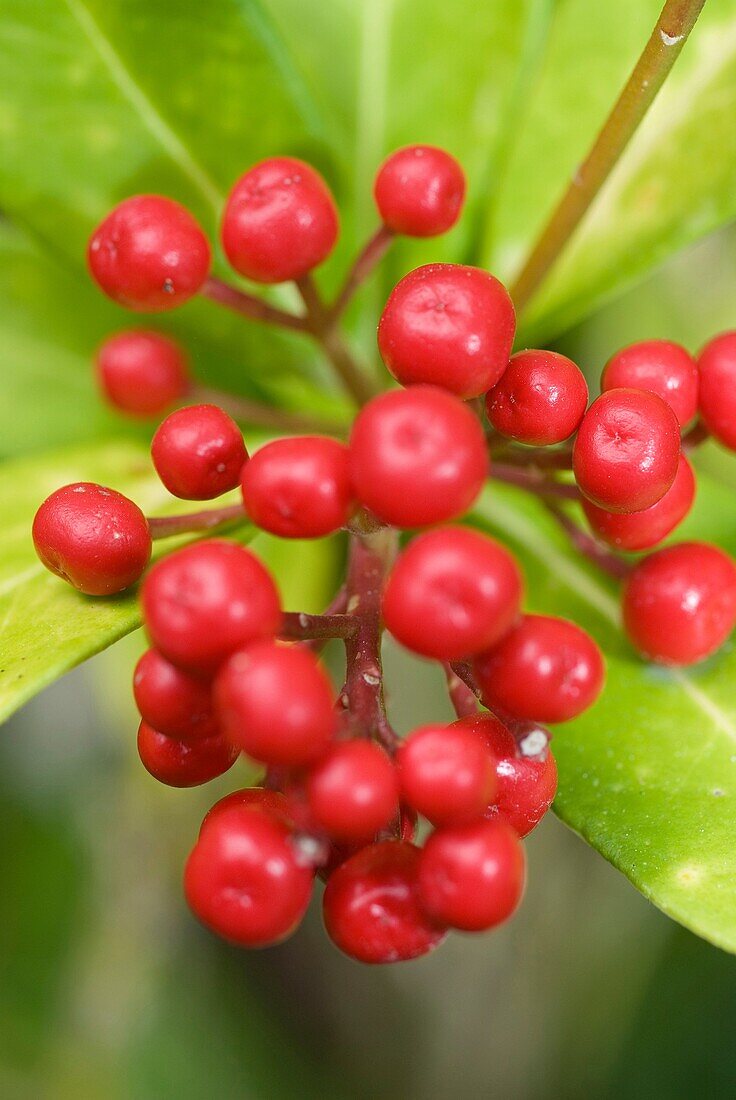 Berries at Eastwoodhill Arboretum in Gisborne, New Zealand