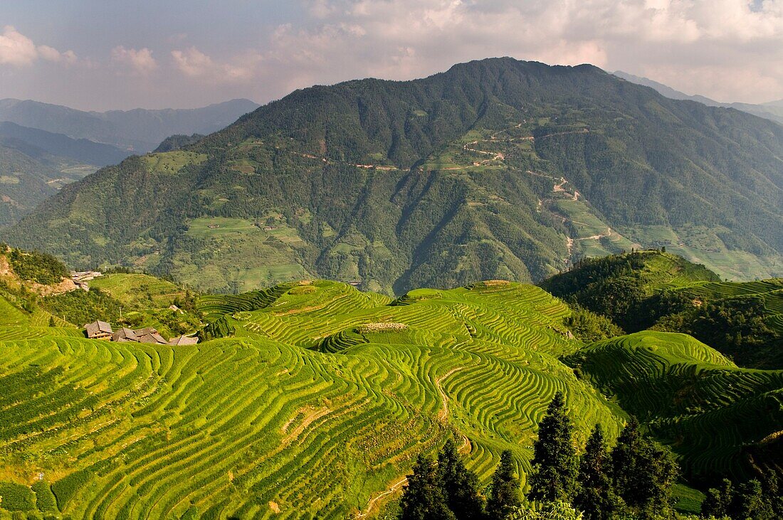 The beautiful rice terraces at LongJi in Guangxi, China.