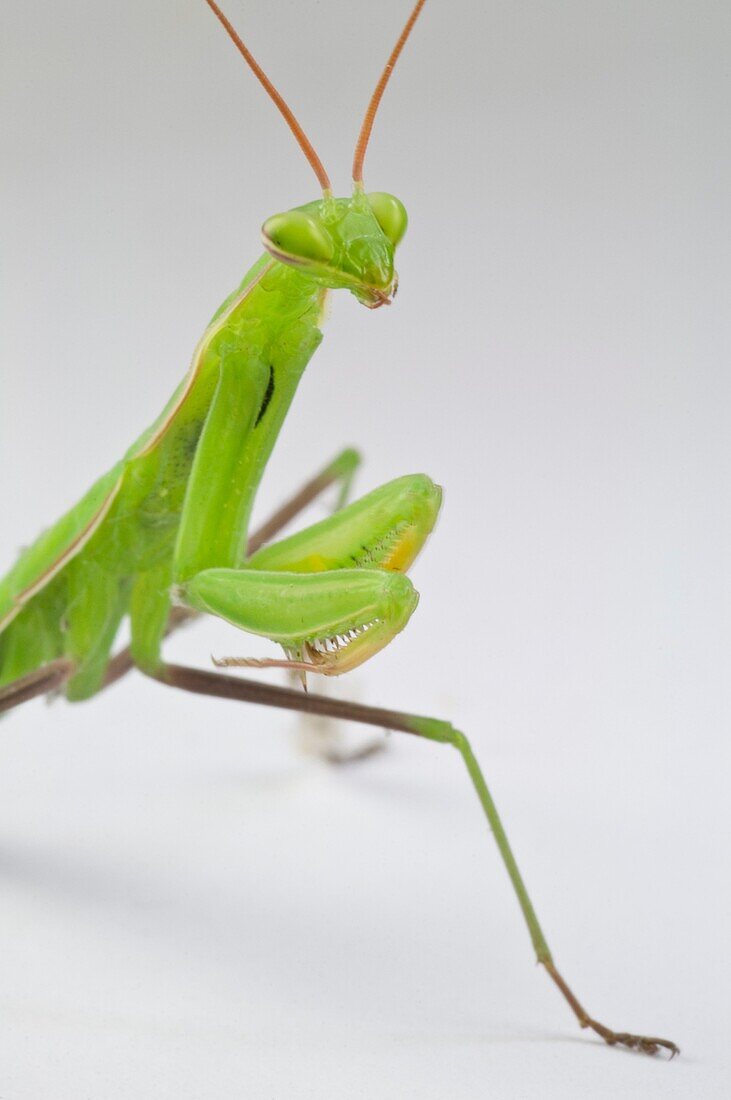 Close-up Praying Mantis