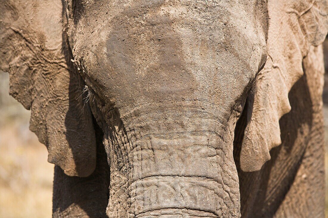 A portrait of an african elephant (Loxodonta africana) in South Africa