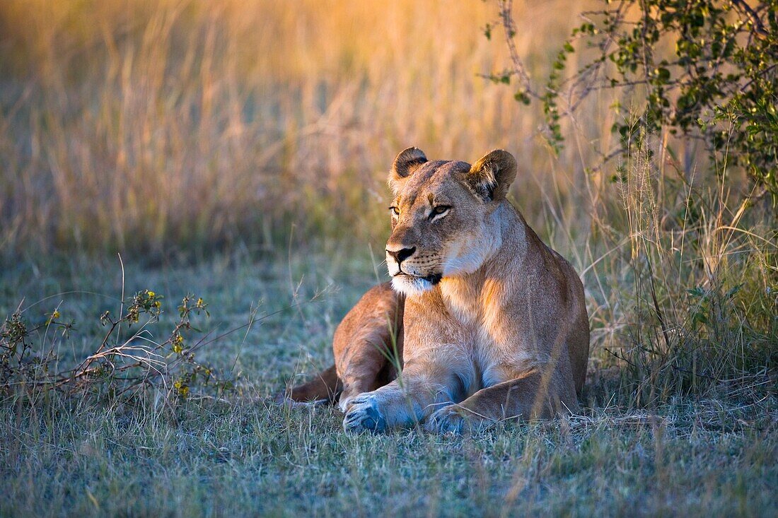 Female lion (Panthera leo) lying in the grass and enjoying the morning sun in Botswana, Africa