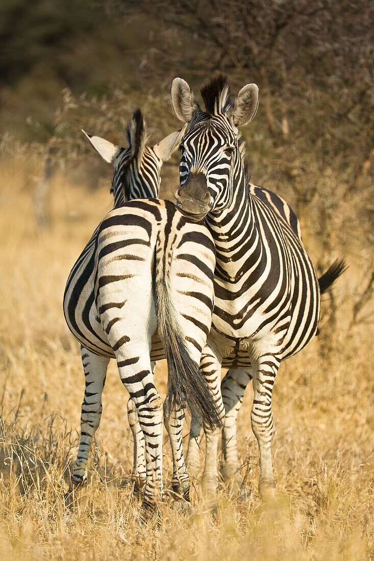 Zebras in the Kruger National Park