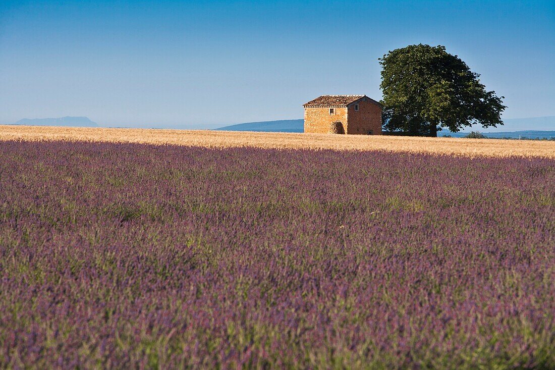 Lavender field and farmhouse in Provence, France, Europe