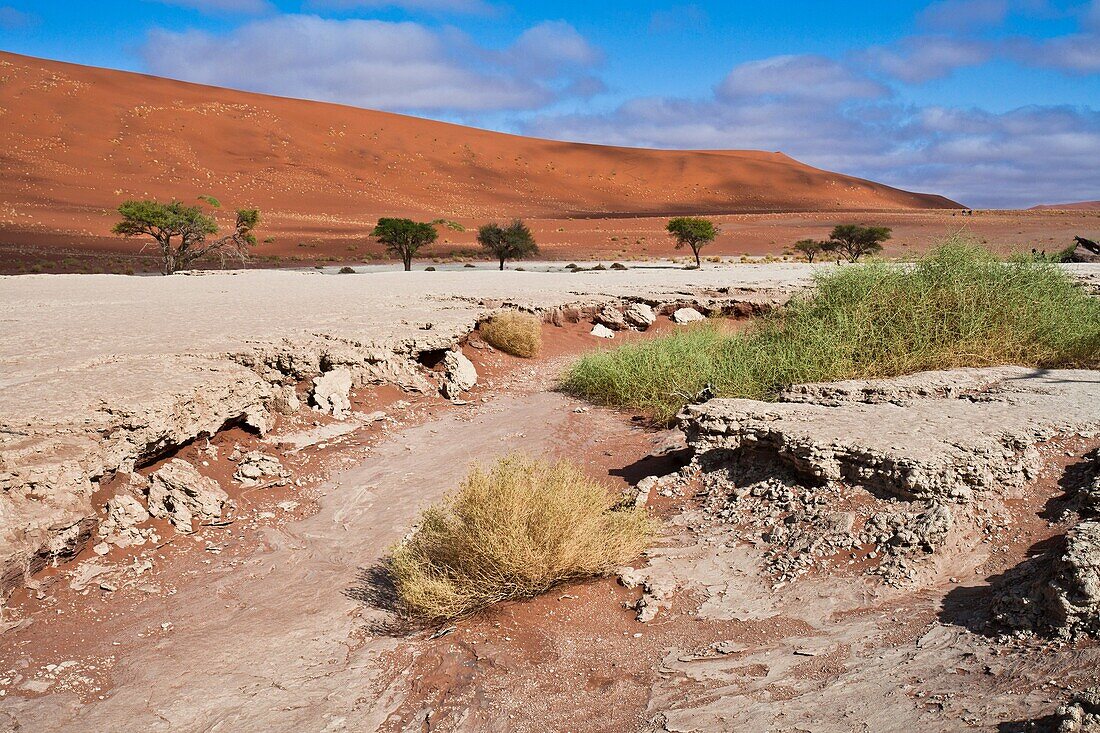 Dry riverbed in the Dead Vlei, Namibia, Africa