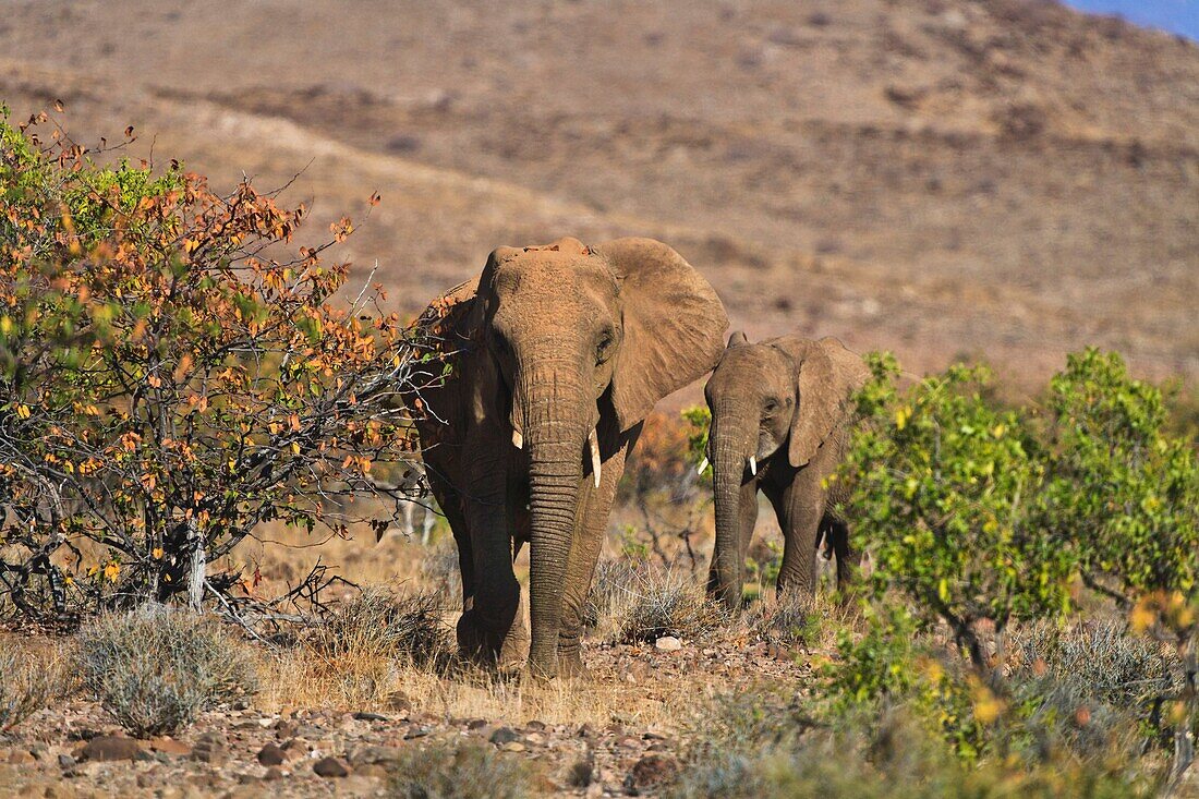 Two desert elephants (Loxodonta africana) walking in the Damaraland, Namibia, Africa