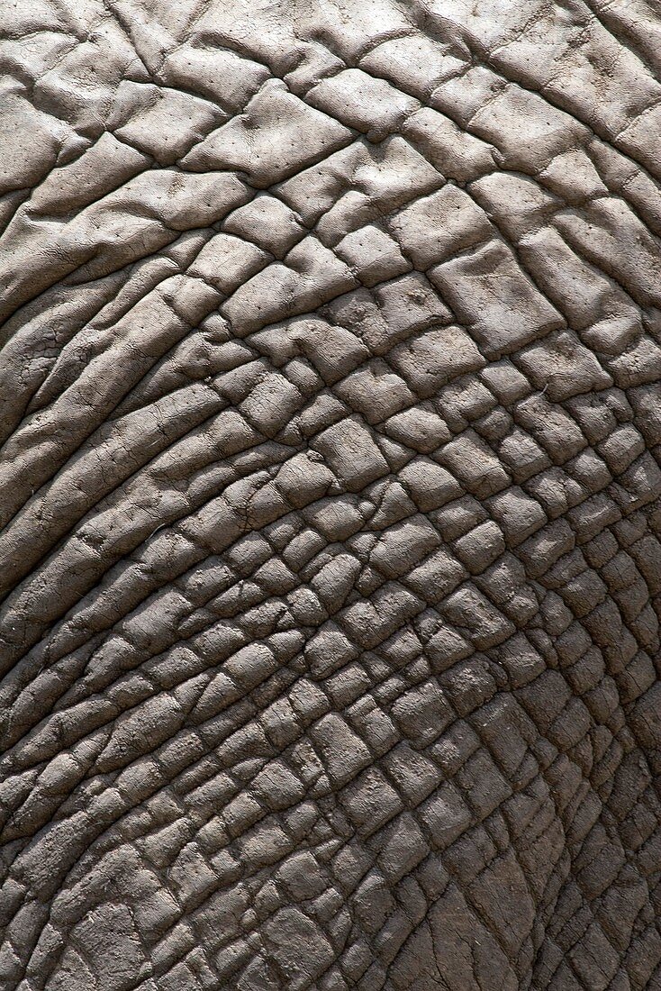 A close up of an African elephant skin