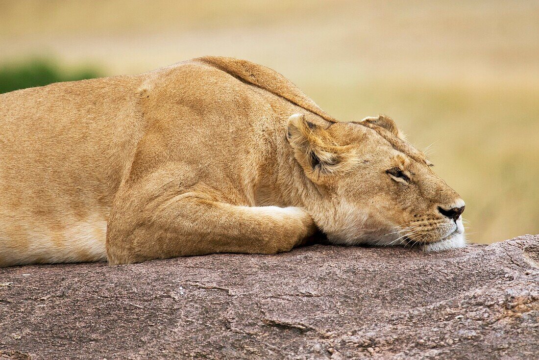 A lioness rests on top of some rocks after a meal in the Masai Mara