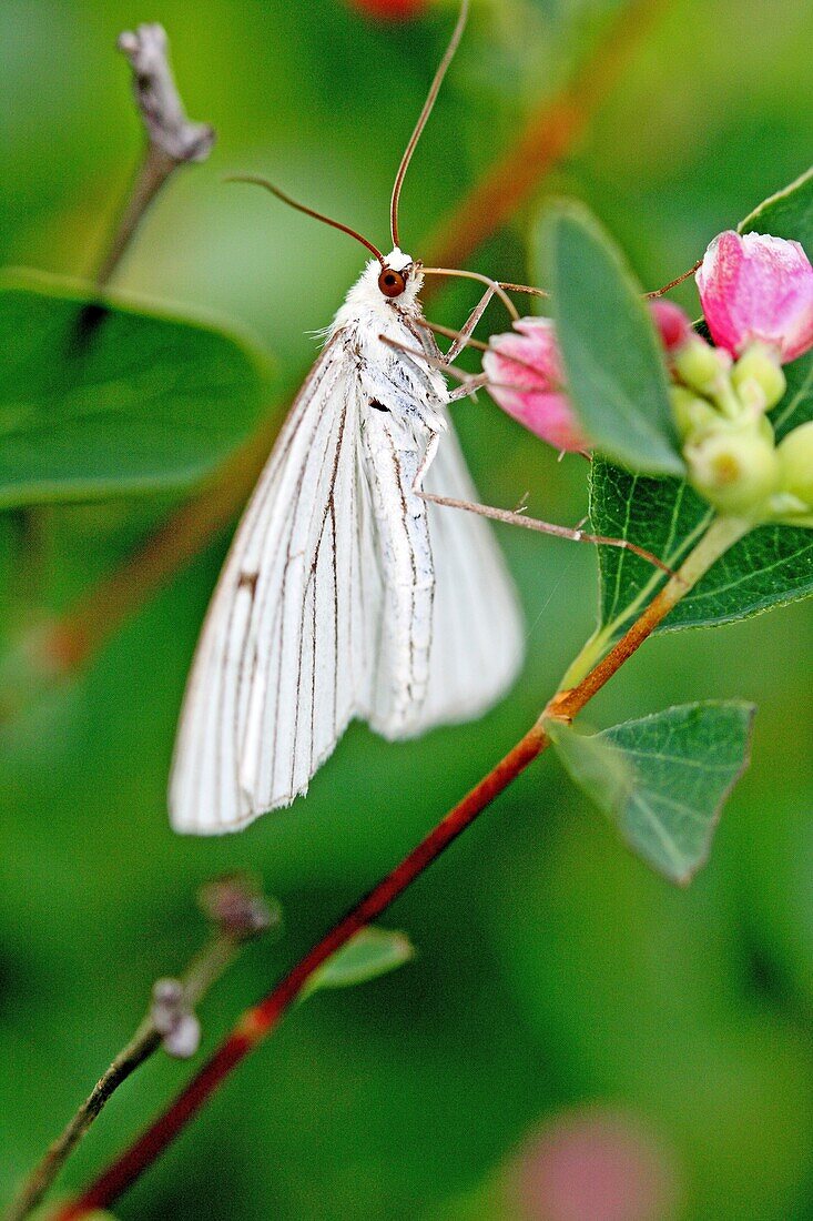 Black-veined moth, Siona lineata hangs upside-down under a pink flower From back Wings are fully open and expose underwing markings