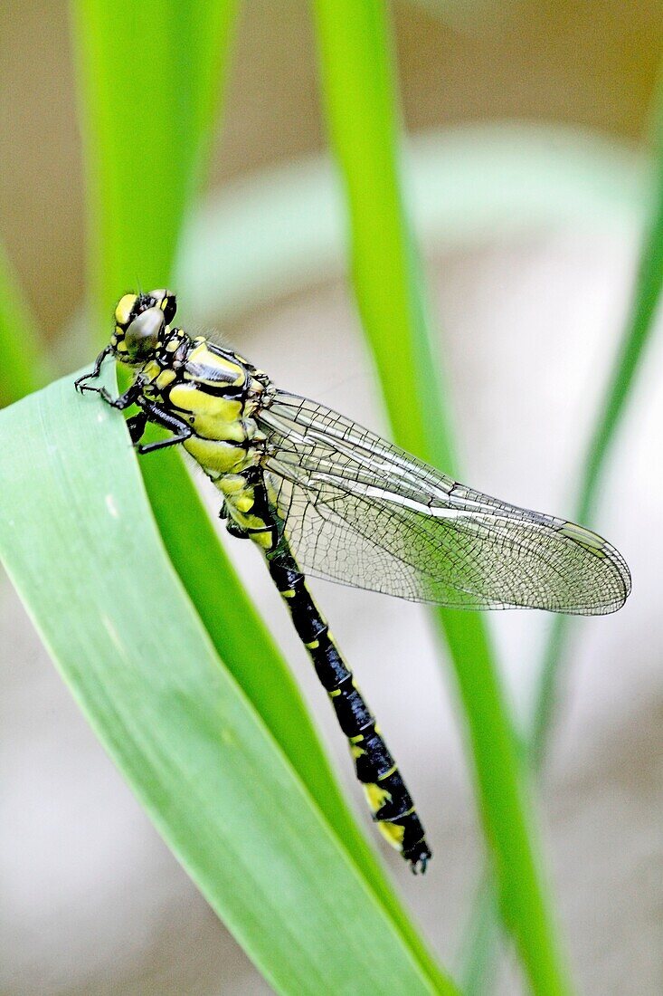 Emerging Common Clubtail, Gomphus vulgatissimus clings to marsh grass after emerging eyes are still grey and not fully formed Before first flight Wings not yet dried Eyes will change to olive or brown color as mature Males will turn green as they …