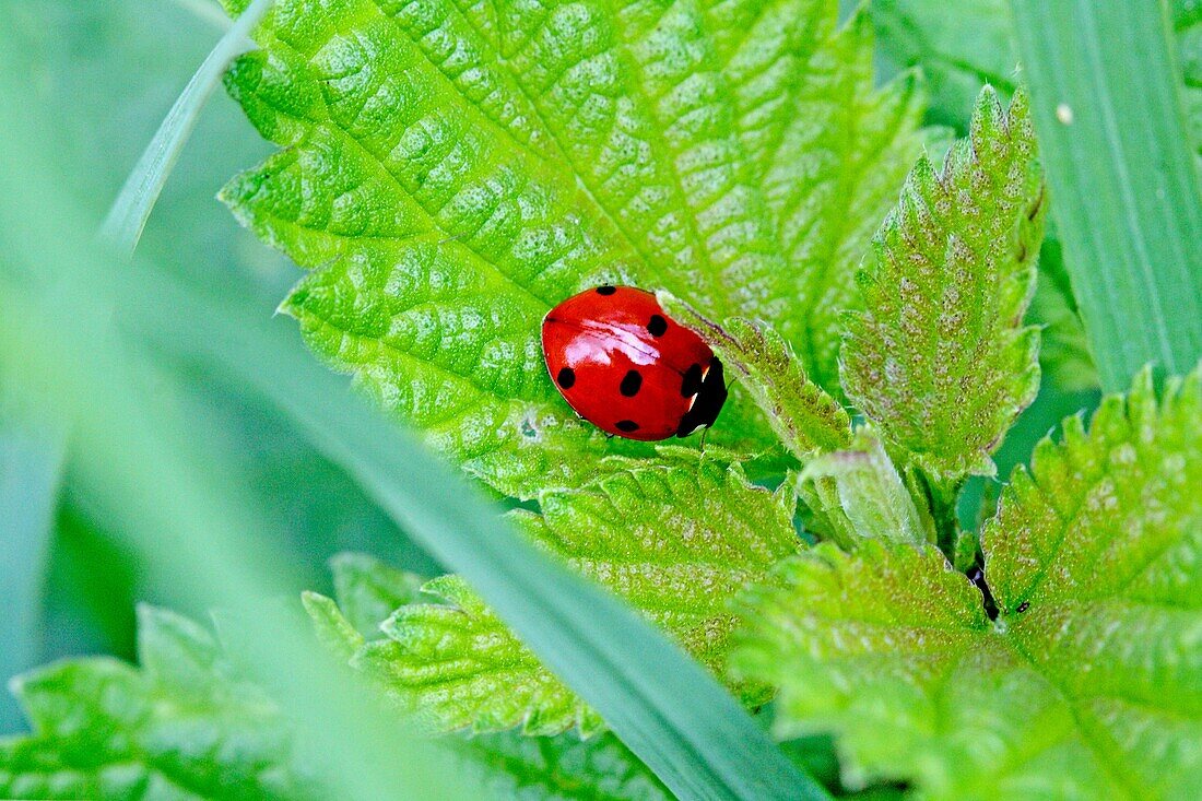 Seven-spotted Ladybird Beetle, Beetle on fresh nettle Seven-spotted ladybirds lurk and jump on their prey something like cats pouncing on mice They don't always stand still and browse Sideview with a bit of motion blur from the jumping